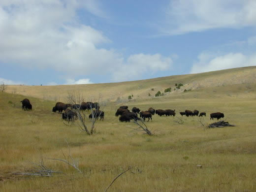 Buffalo Peacefully Grazing