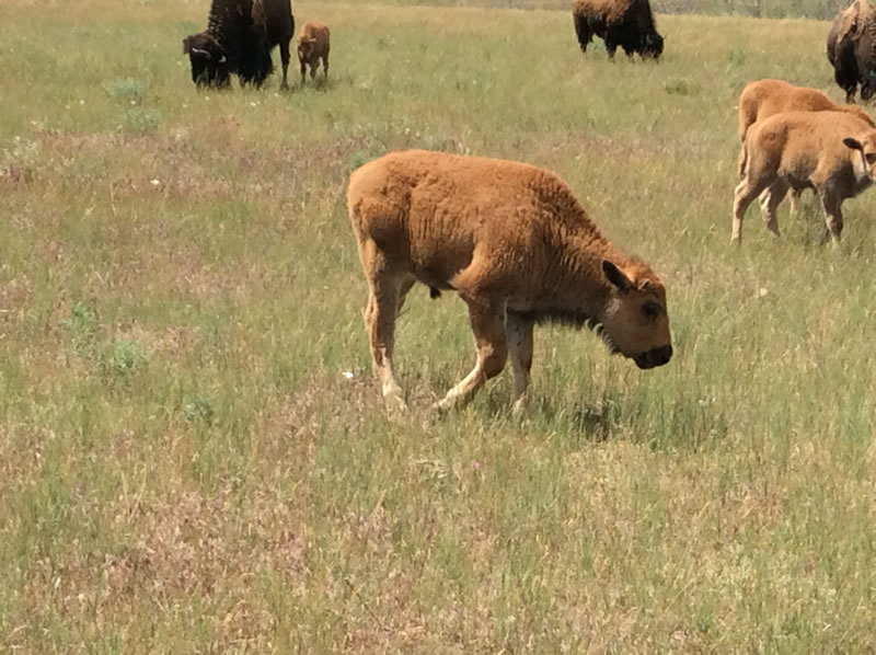 Bison Calf