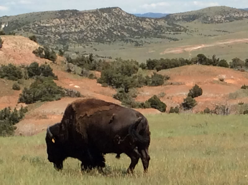 Bison