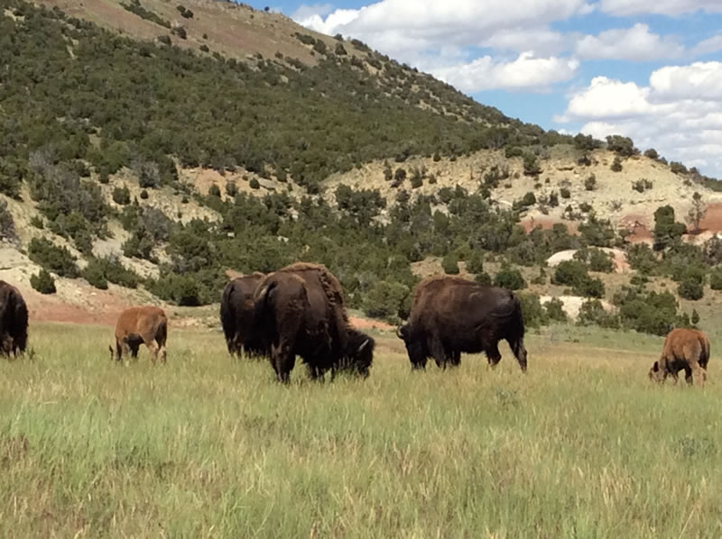 Ranch Bison Grazing
